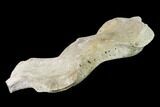 Fossil Whale Cervical Vertebra - Yorktown Formation #137603-2